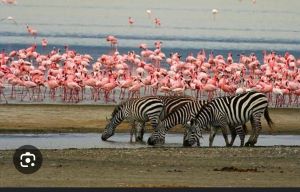 zebras ,flamingos at lake manyara